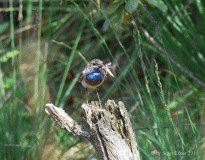 Blaukehlchen-m