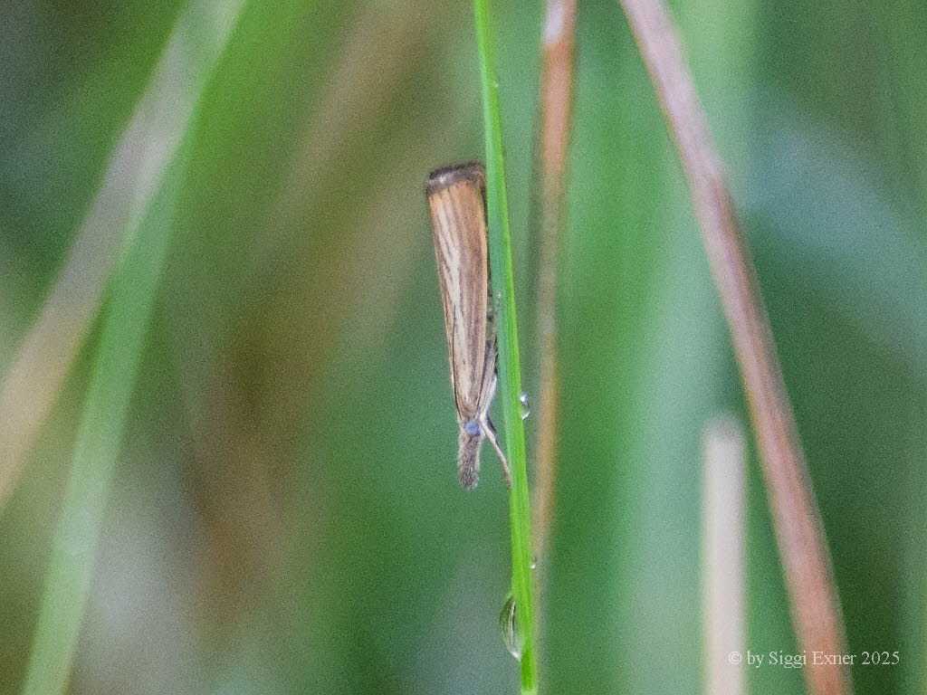 Agriphila straminella Grasz�nsler