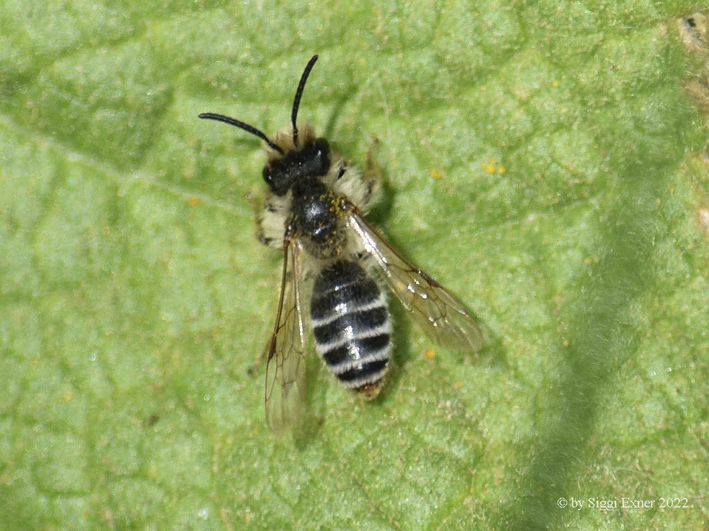Andrena spec. Sandbiene