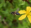 Andrena spec. Sandbiene