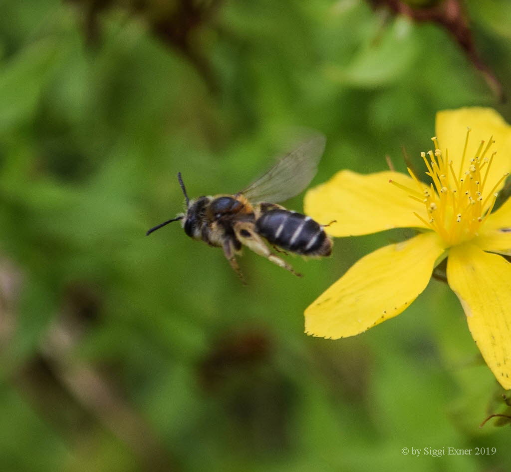 Andrena spec. Sandbiene