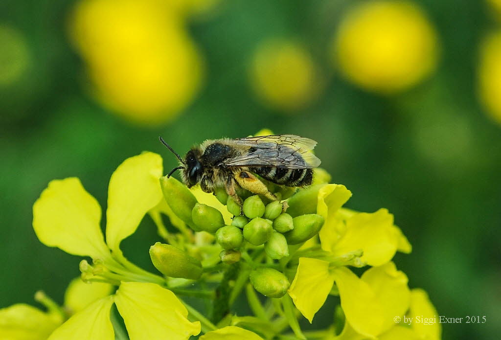 Andrena spec. Sandbiene