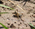 Andrena flavipes Gemeine Sandbiene