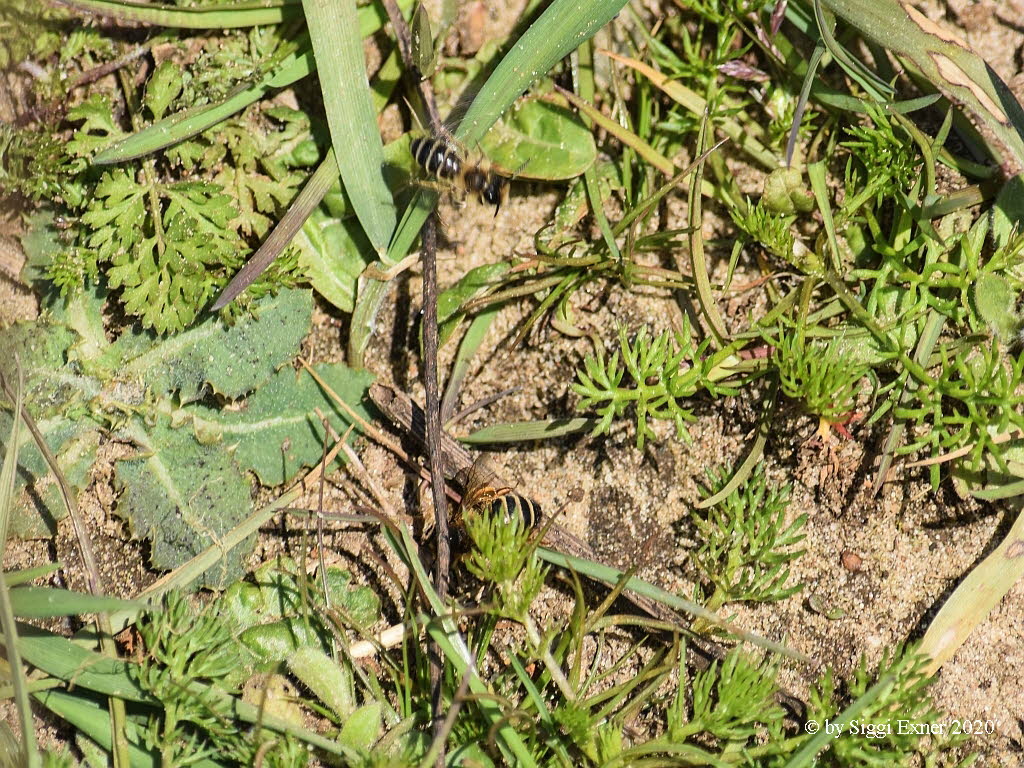Andrena flavipes Gemeine Sandbiene