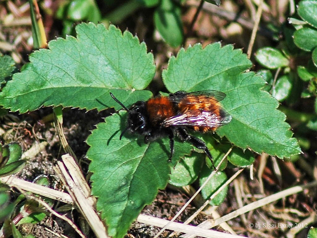 Andrena fulva Rotpelzige Sandbiene 
