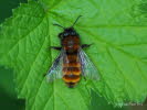 Andrena fulva Rotpelzige Sandbiene 