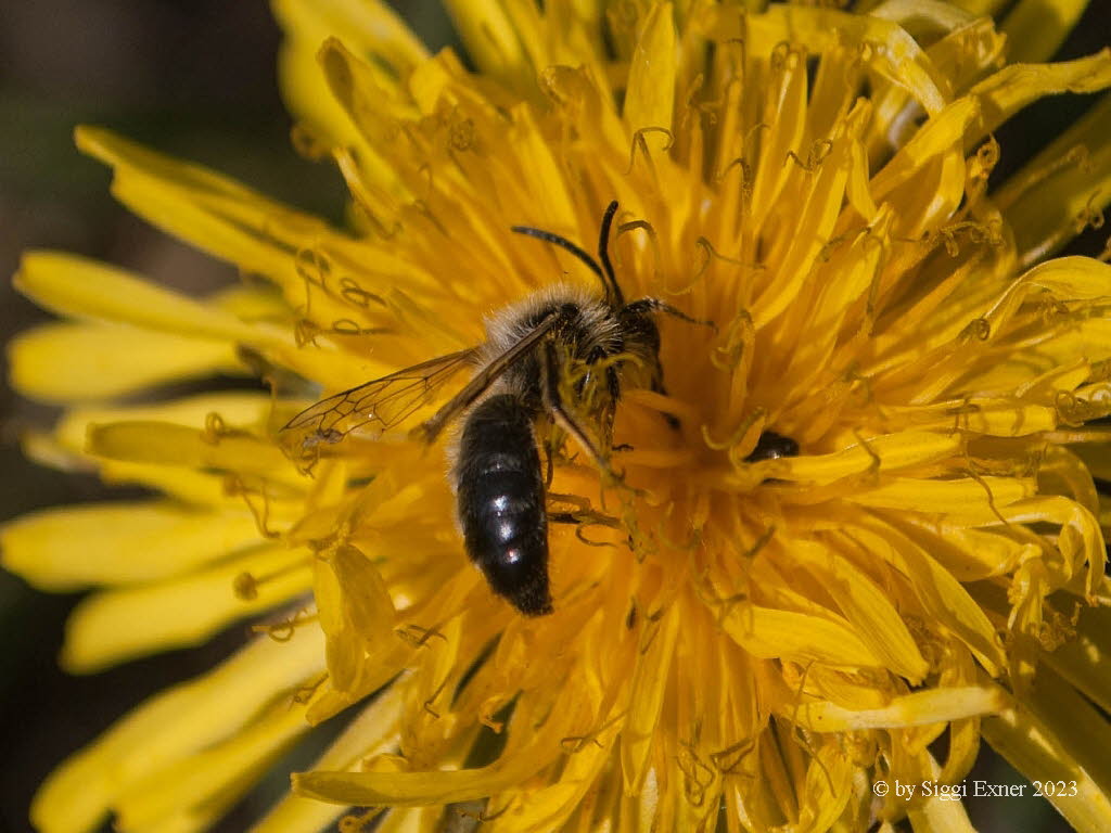 Andrena spec. Sandbiene