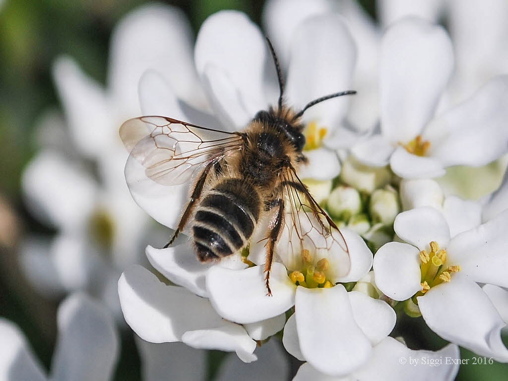 Andrena spec. Sandbiene