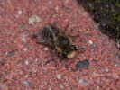 Andrena spec.