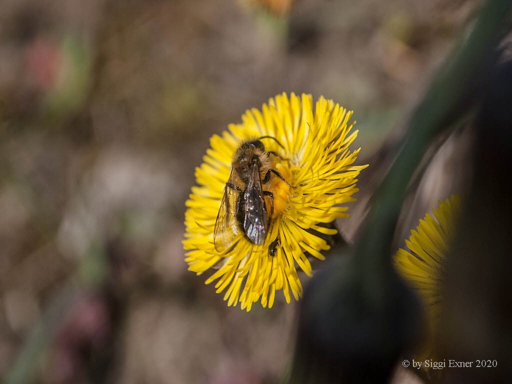 Andrena spec. Sandbiene