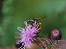 Philanthus triangulum Bienenwolf 
