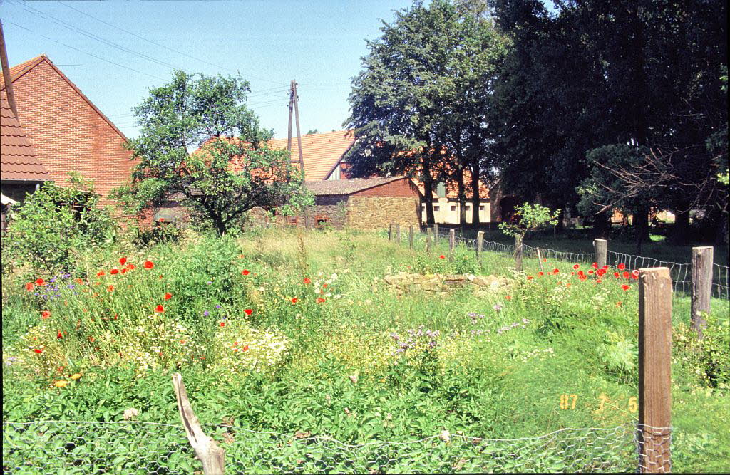 Gemsegarten II 87