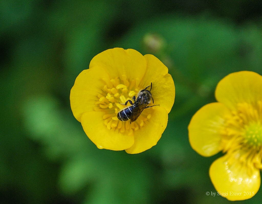 Chelostoma florisomne Hahnenfu�-Scherenbiene