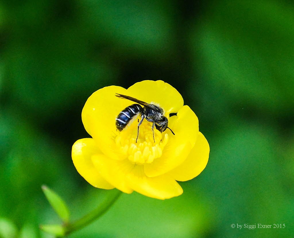 Chelostoma florisomne Hahnenfu�-Scherenbiene