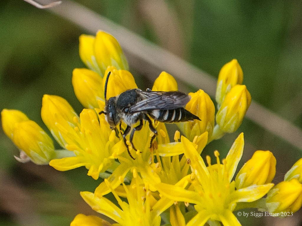 Coelioxys elongata Langschwanz-Kegelbiene 