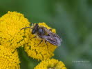 Colletes daviesanus Gem Seidenbiene