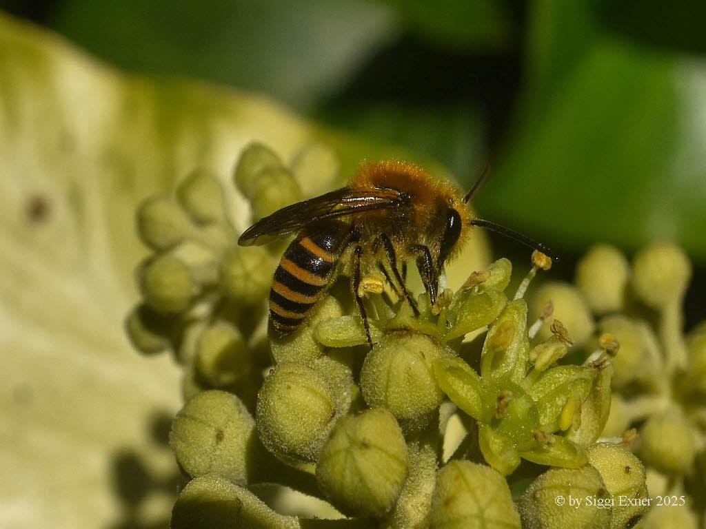 Colletes hederae Efeu-Seidenbiene