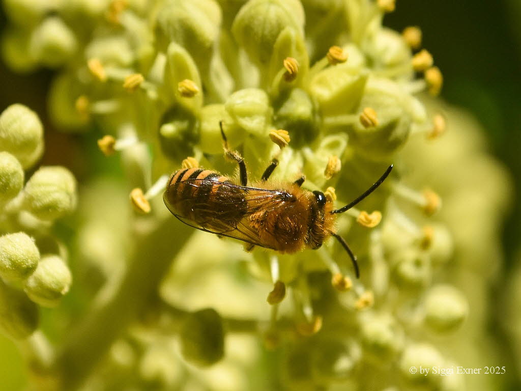 Colletes hederae Efeu-Seidenbiene
