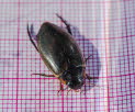 Colymbetes fuscus Gemeine Teichschwimmer 