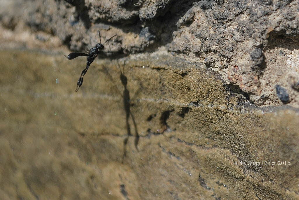 Gichtwespe Gasteruption assectator