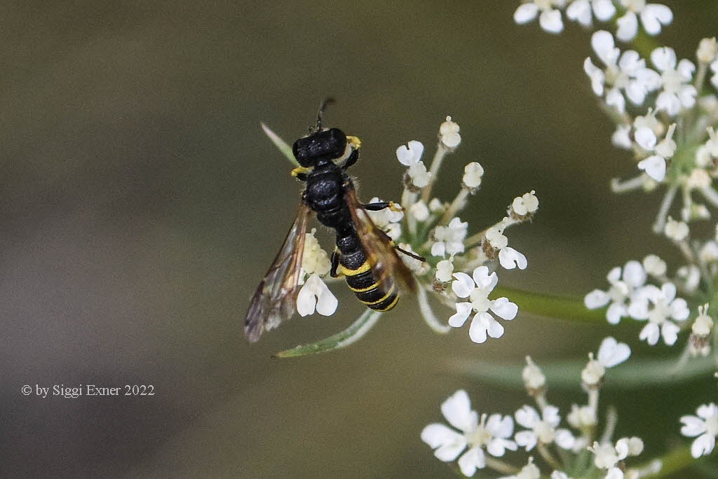 Cerceris cf quinquefasciata Sandknotenwespe