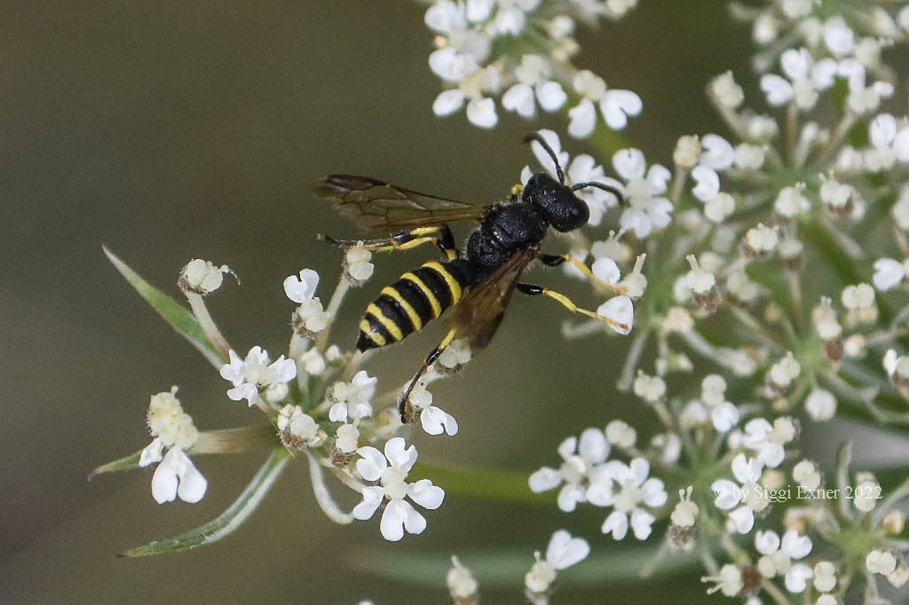 Cerceris cf.quinquefasciata Sandknotenwespe _1968_1023