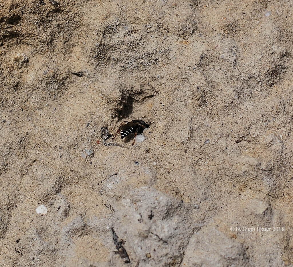 Oxybelus uniglumis Weissfleckige Fliegenspiesswespe