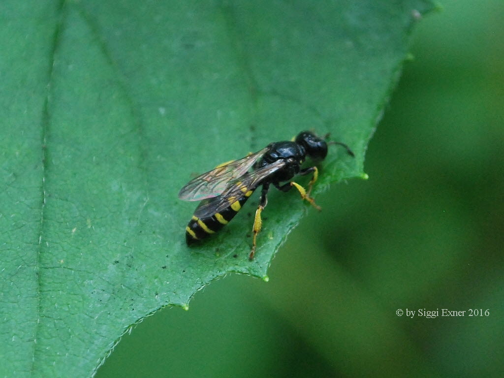 Crabroninae Grabwespe spec