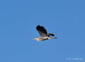 Graureiher Ardea cinerea