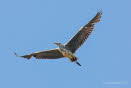 Graureiher Ardea cinerea