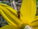Halictus quadricinctus Vierbindige Furchenbiene