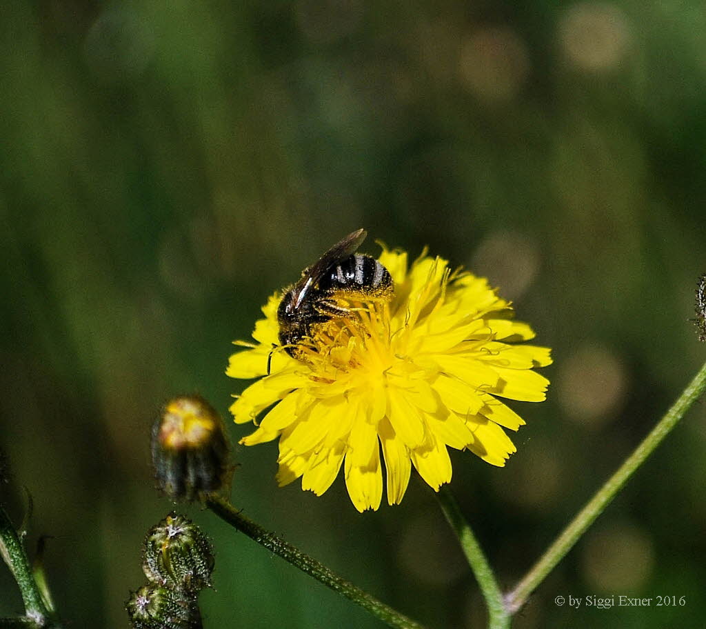 Halictus spec. Furchenbiene