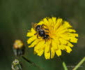 Halictus spec. Furchenbiene_016495