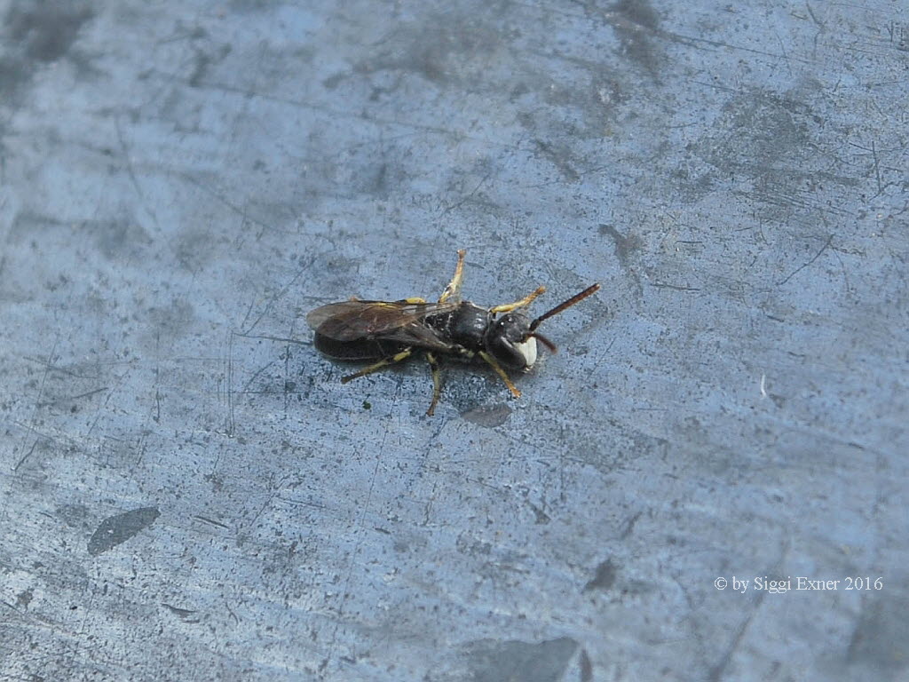 Hylaeus dilatatus-annularis