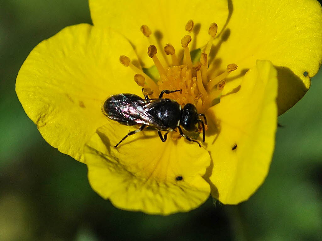 Hylaeus hyalinatus Garten-Maskenbiene
