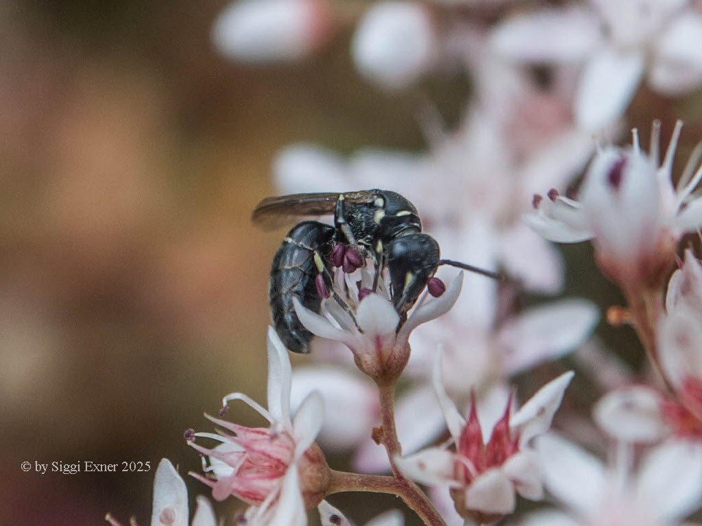 Hylaeus cf nigritus Maskenbiene