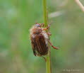 Junikfer Amphimallon solstitiale