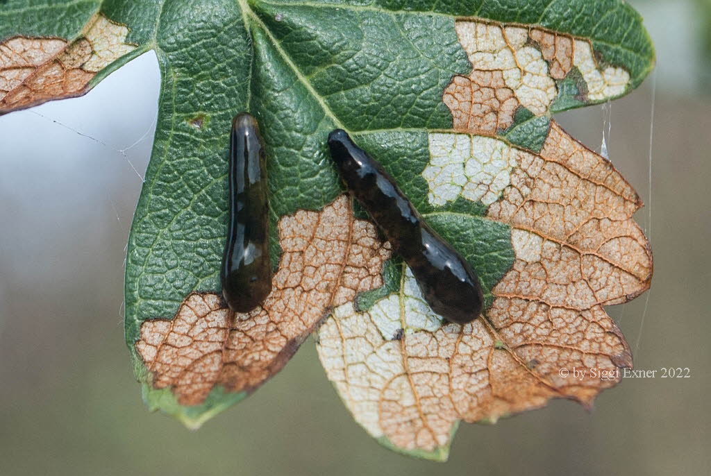 Caliroa cerasi Kirschblattwespe