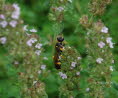 Mellinus arvensis Kotwespe 