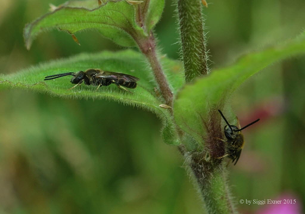 Lasioglossum spec. Schmalbiene