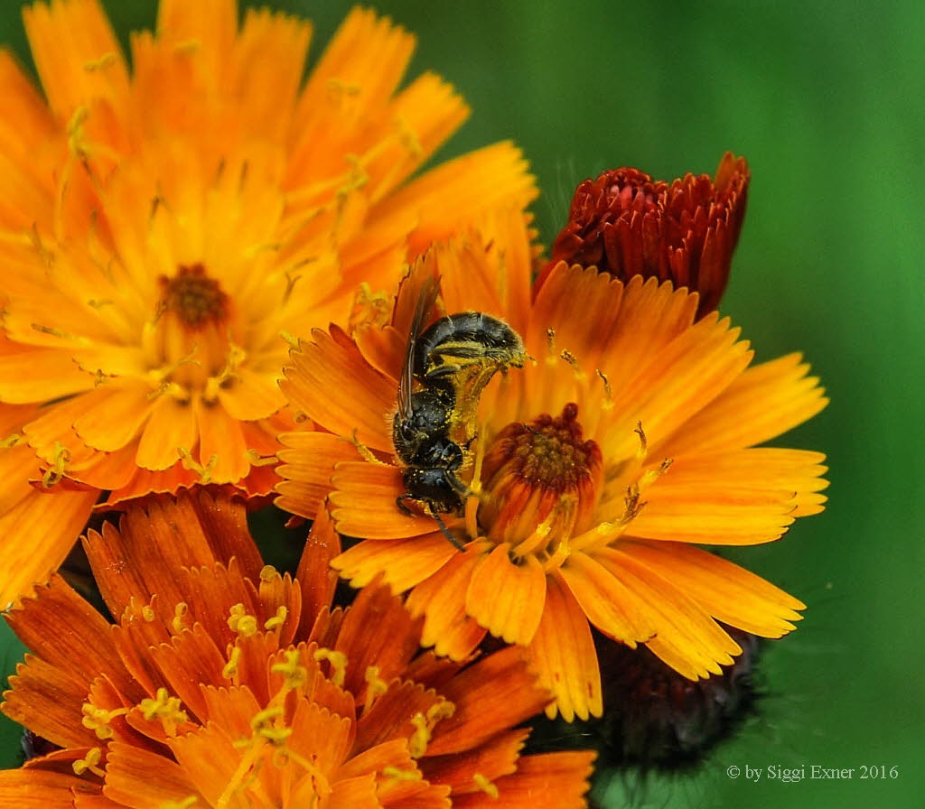 Lasioglossum spec. Schmalbiene