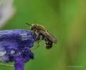 Lasioglossum spec. Schmalbiene