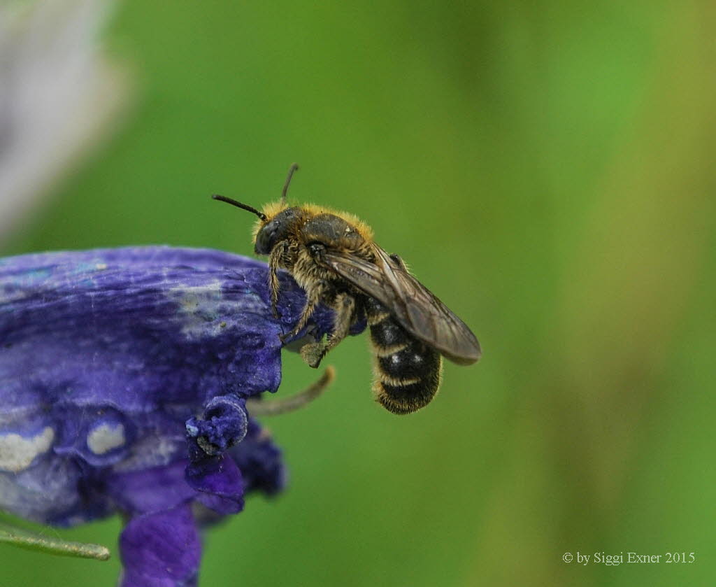 Lasioglossum spec. Schmalbiene