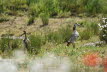 Nilgans Alopochen aegyptiacus