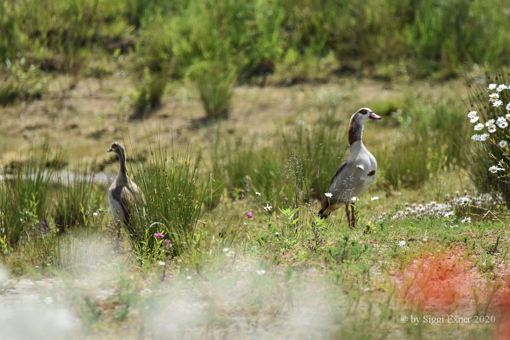 Nilgans Alopochen aegyptiacus