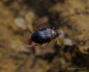 Schlammschwimmer Hygrobia hermanni