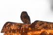 Steinkauz Athene noctua
