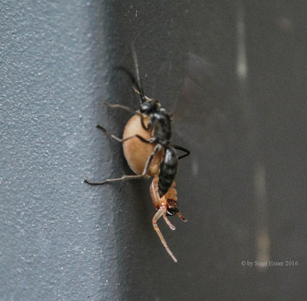 Auplopus carbonarius T�nnchenwegwespe 