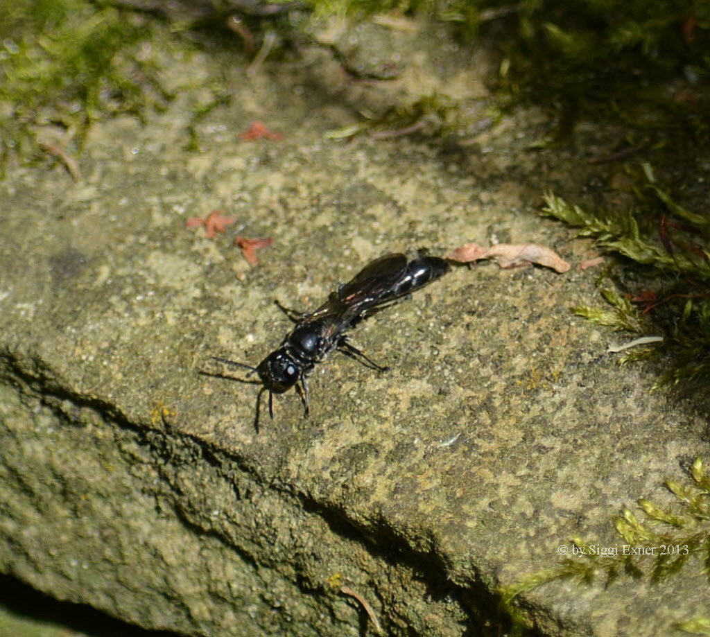 Trypoxylon figulus T�pfergrabwespe