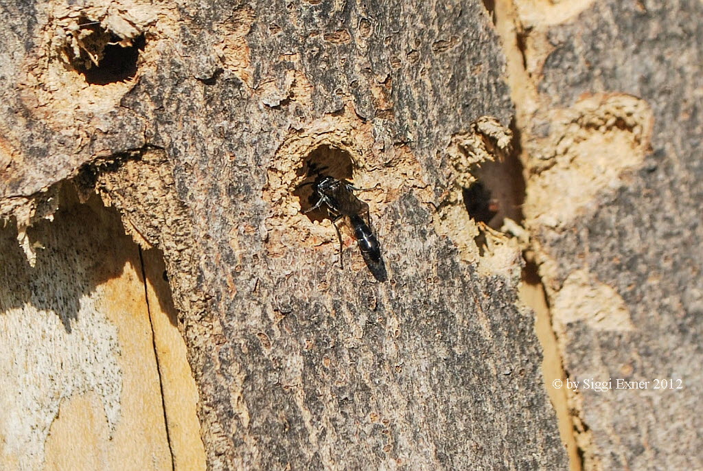 Trypoxylon figulus T�pfergrabwespe